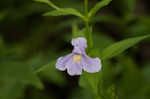 Allegheny monkeyflower